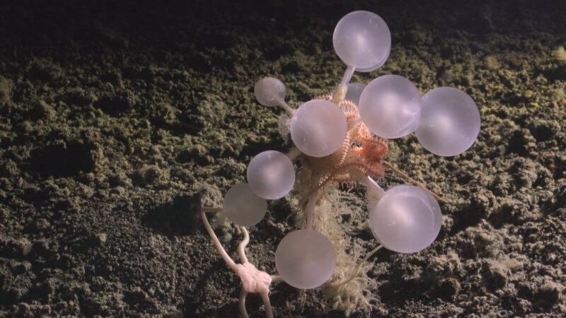 weird undersea creature