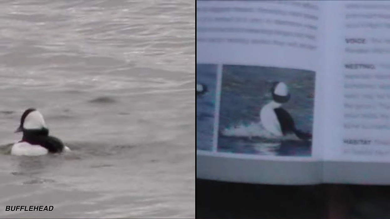bird and bird book