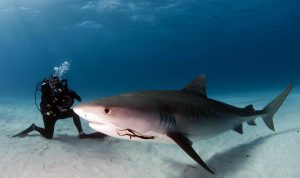 sydney shark attack paul cater deaton