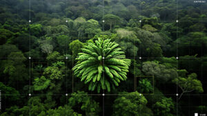 a dense forest