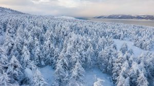 a snowy forest