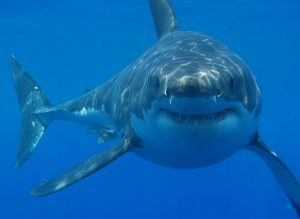 sydney shark attack