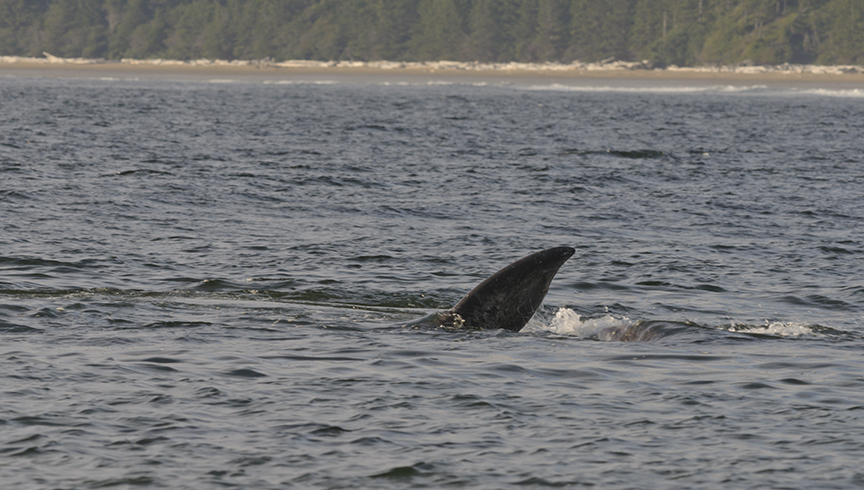 whales