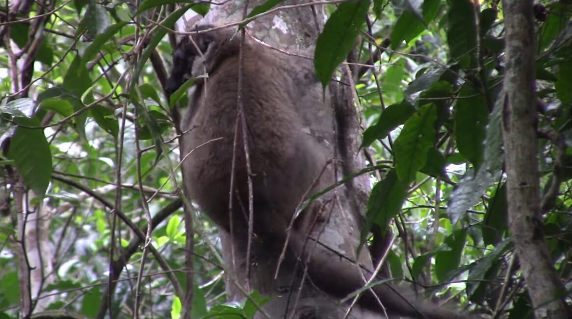 A lemur