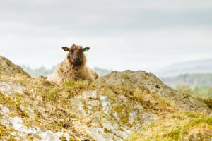 sheep sitting down