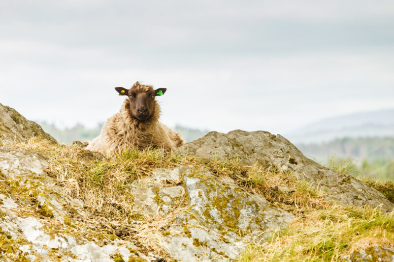sheep sitting down