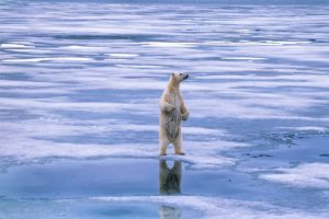 A polar bear on its hind legs